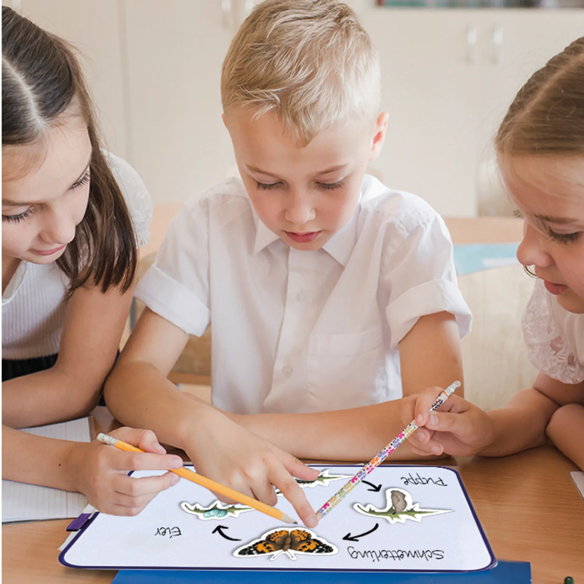 Klassenset Lebenszyklus "Schmetterlinge, Bienen & Marienkäfer", magnetisch, 100-tlg.