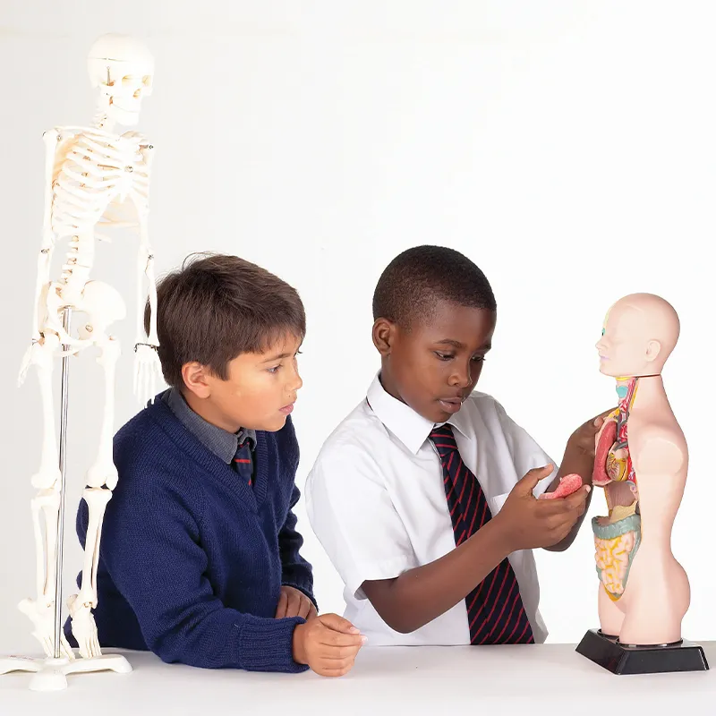 Modell "Menschlicher Oberkörper", 50 cm