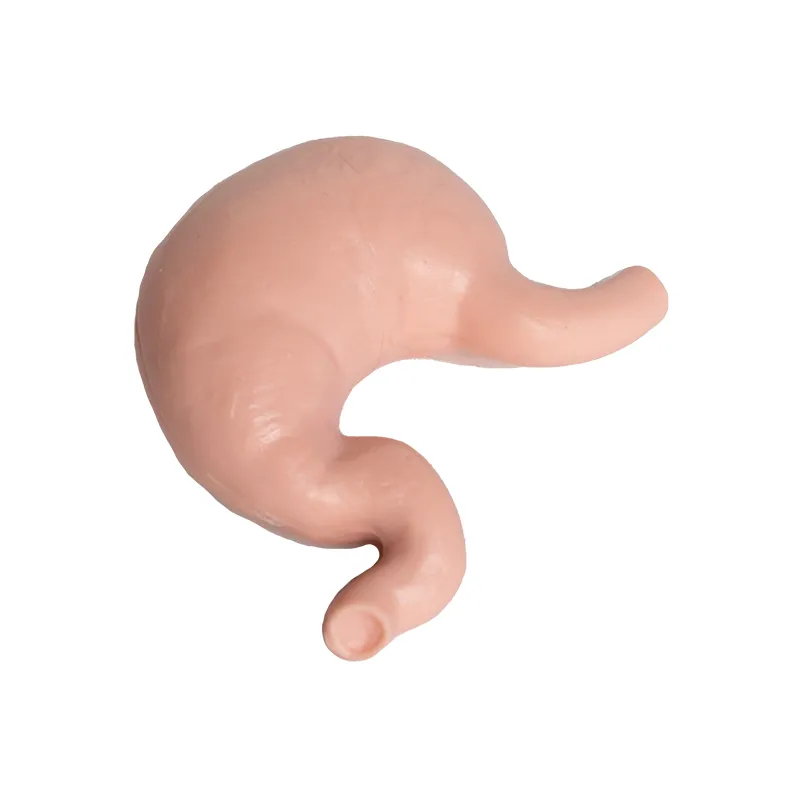 Modell "Innere Organe", 8-tlg.