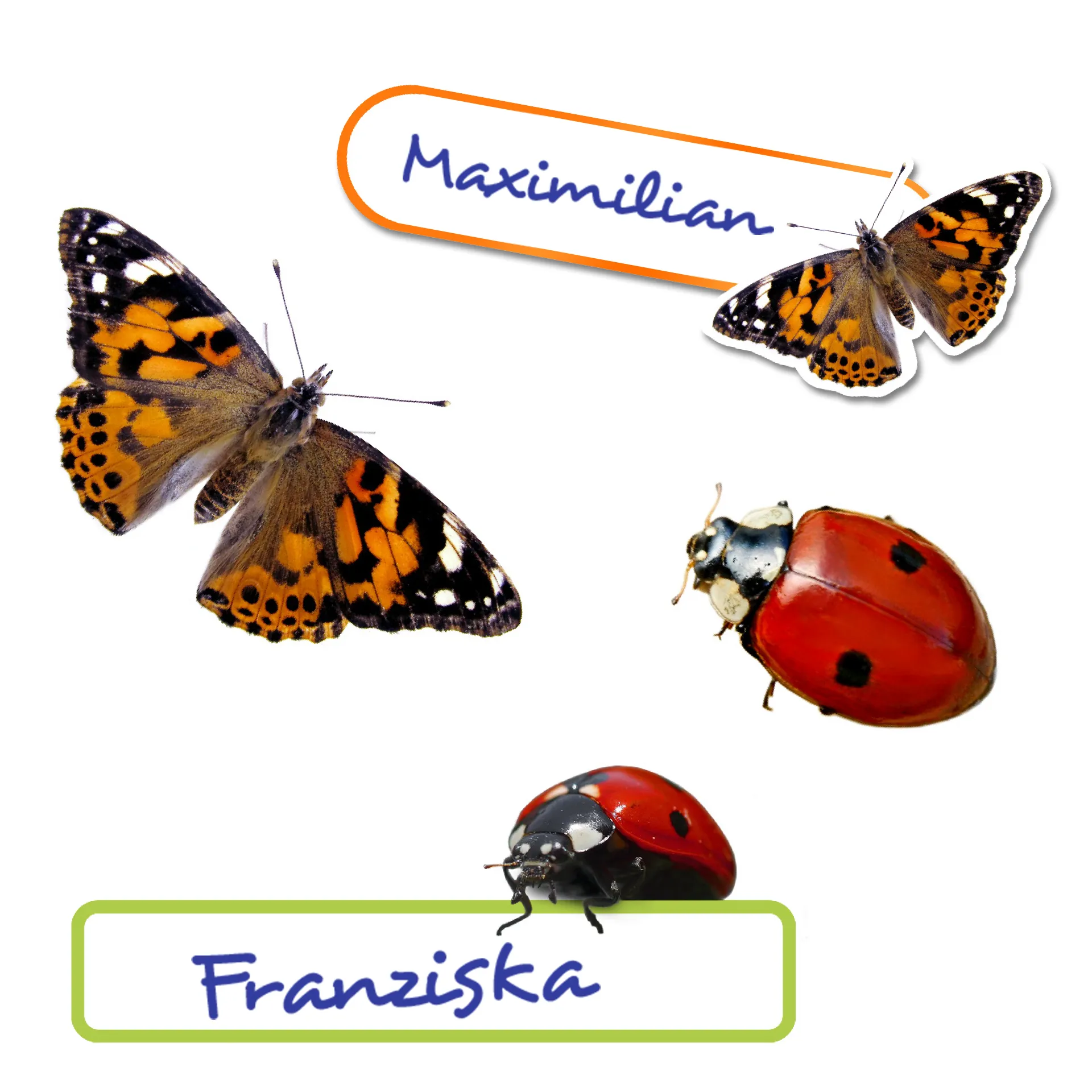 Set abțibilduri "fluturi & co.", aprox. 150 bucăți