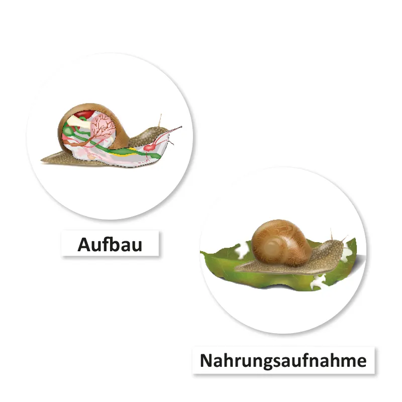 Lebenszyklus und Leben "Schnecke", magnetisch, 24-tlg.