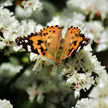 Startseite Slider quadratisch Mobil 345x345px_Schmetterlinge