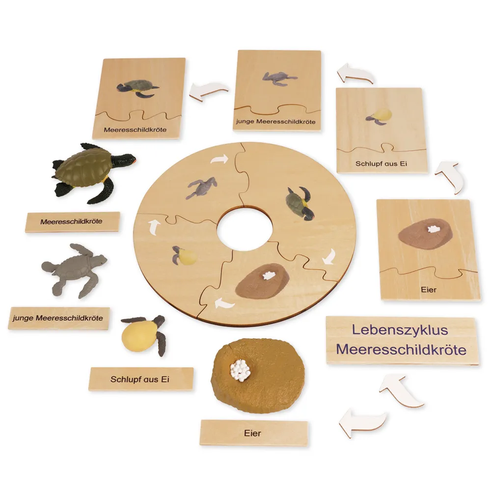 TimeTEX livscykel för en sköldpadda, i trälåda "Montessori Premium"