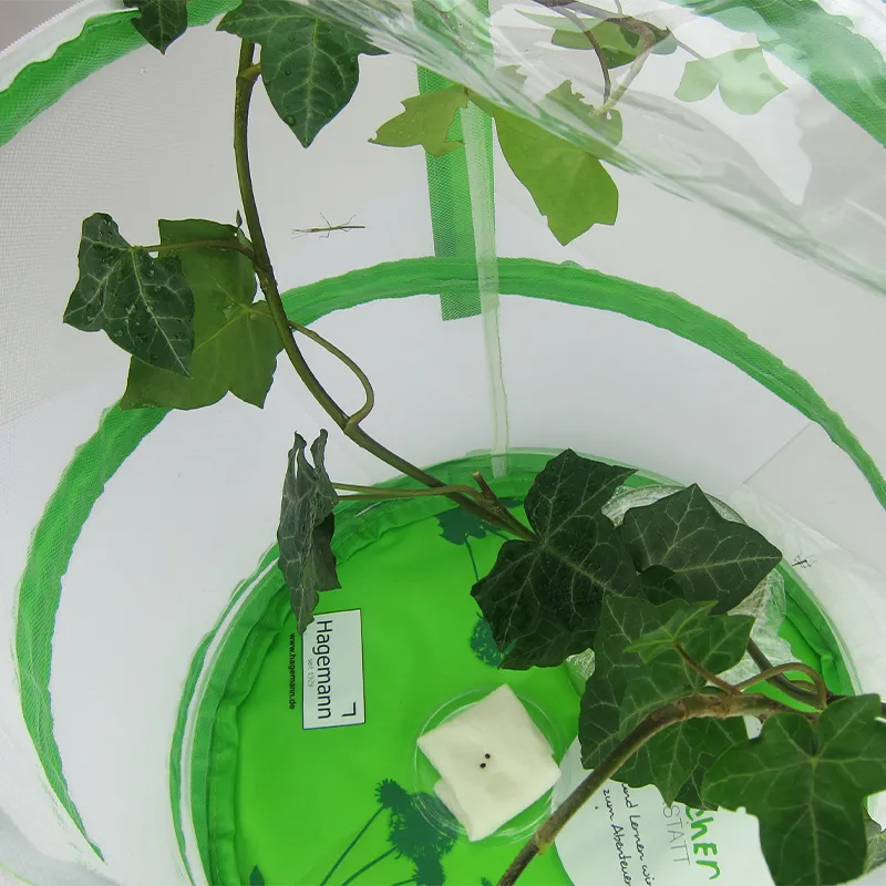 Zuchtset "Stabschrecken", 3-tlg.