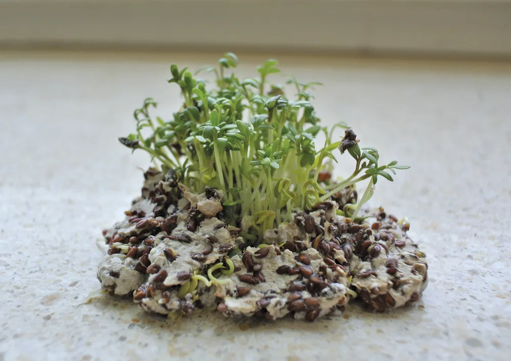 Bastelset "Blühendes Papiermaché"