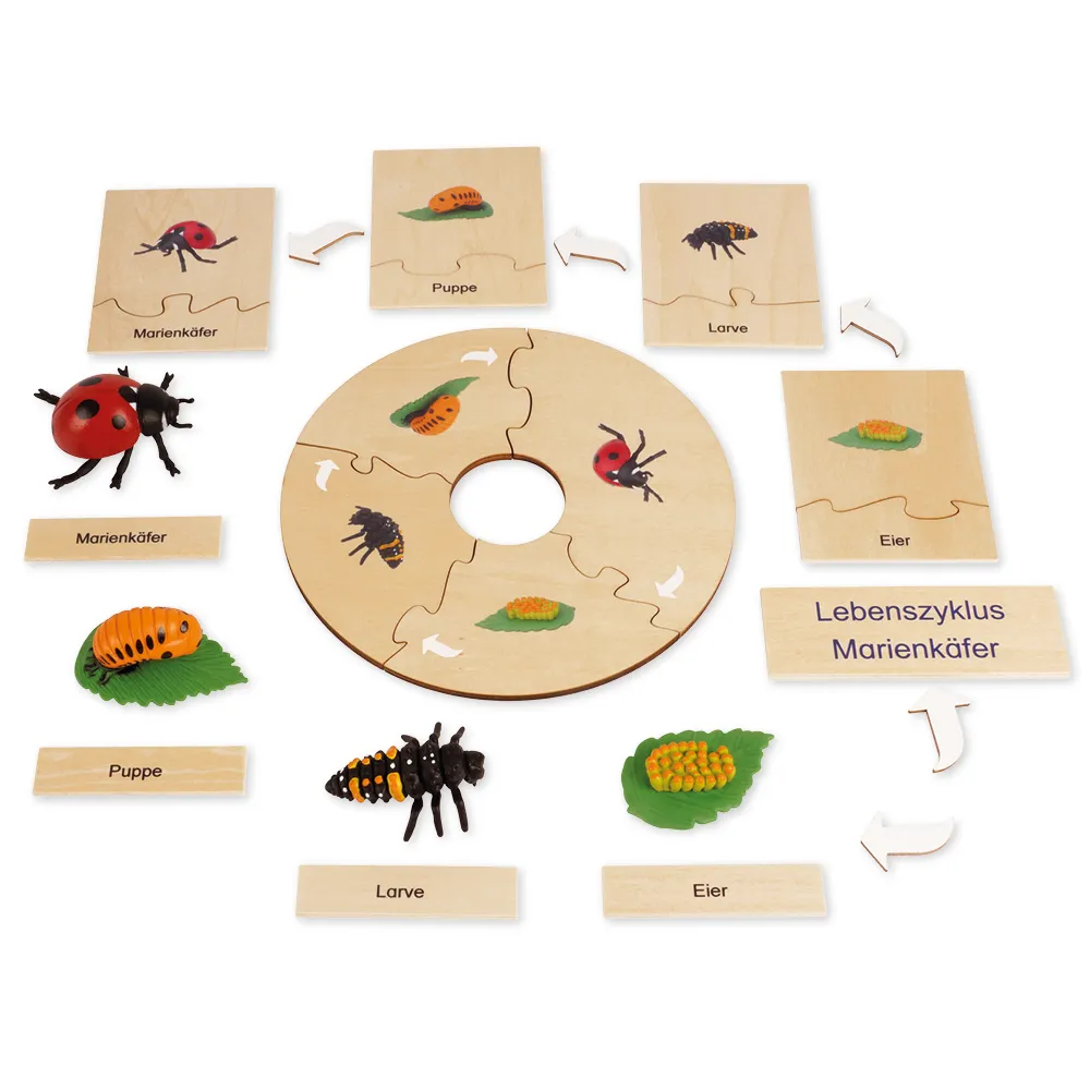 TimeTEX livscykel för en nyckelpiga, i trälåda "Montessori Premium"