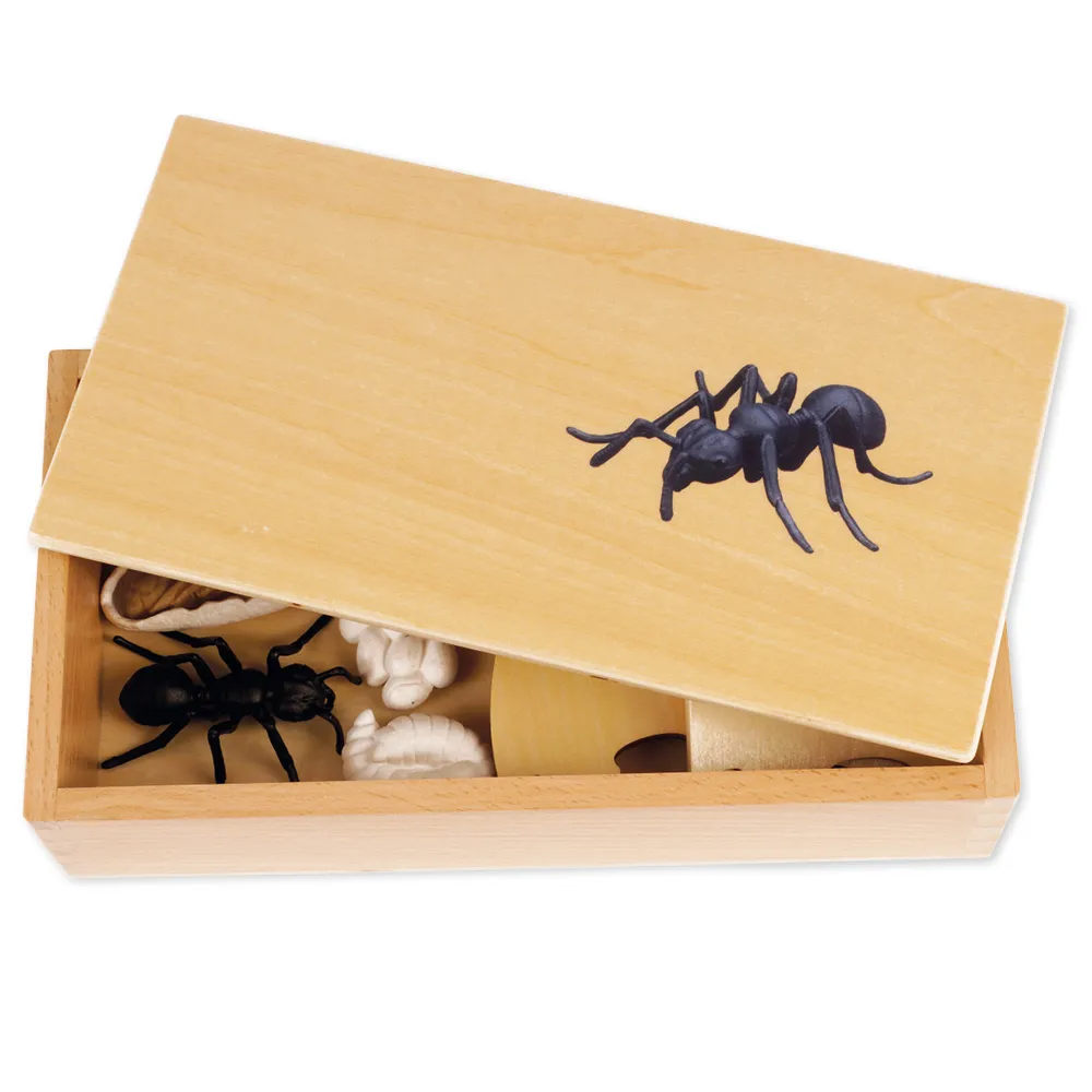 TimeTEX - Ciclul de viață la furnici, în cutie din lemn "Montessori Premium"