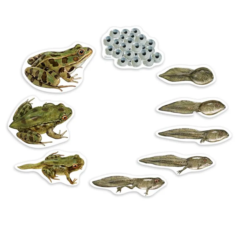 Lebenszyklus "Frosch", magnetisch, 9-tlg.