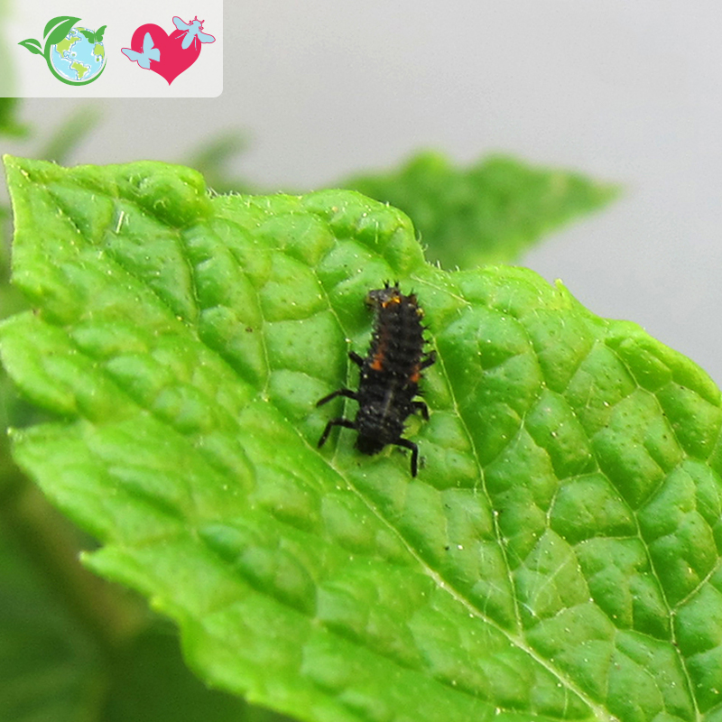 Hagemann Larven für Marienkäferzucht (10-15 Larven)