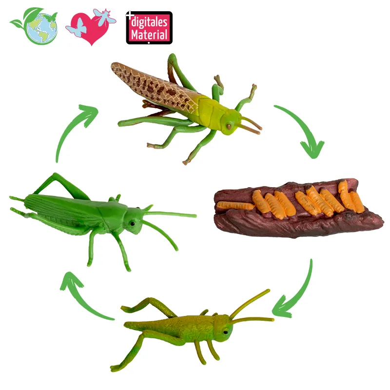 Lebenszyklus-Modell "Heuschrecke", 4-tlg.