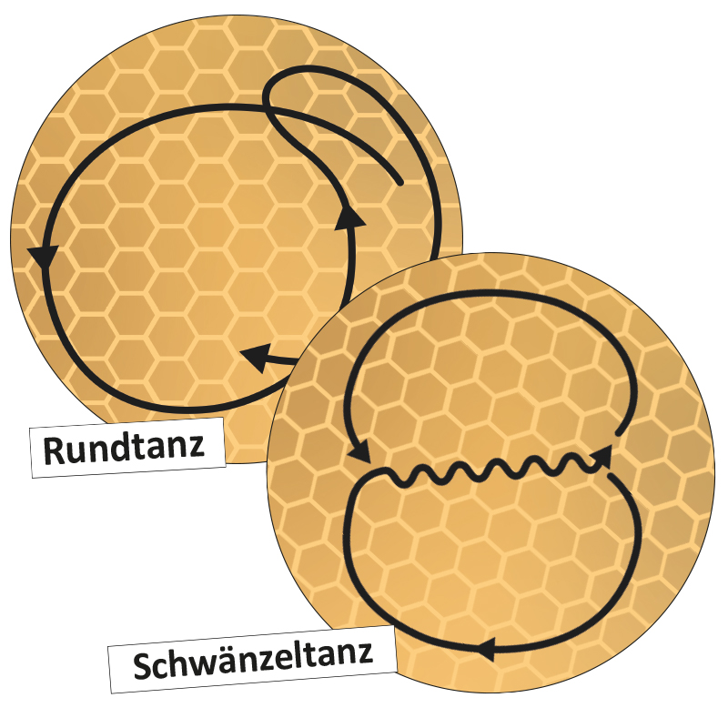 Lebenszyklus und Kommunikation "Honigbiene", magnetisch, 16-tlg. Lebenszyklus und Kommunikation "Honigbiene", magnetisch, 16-tlg.
