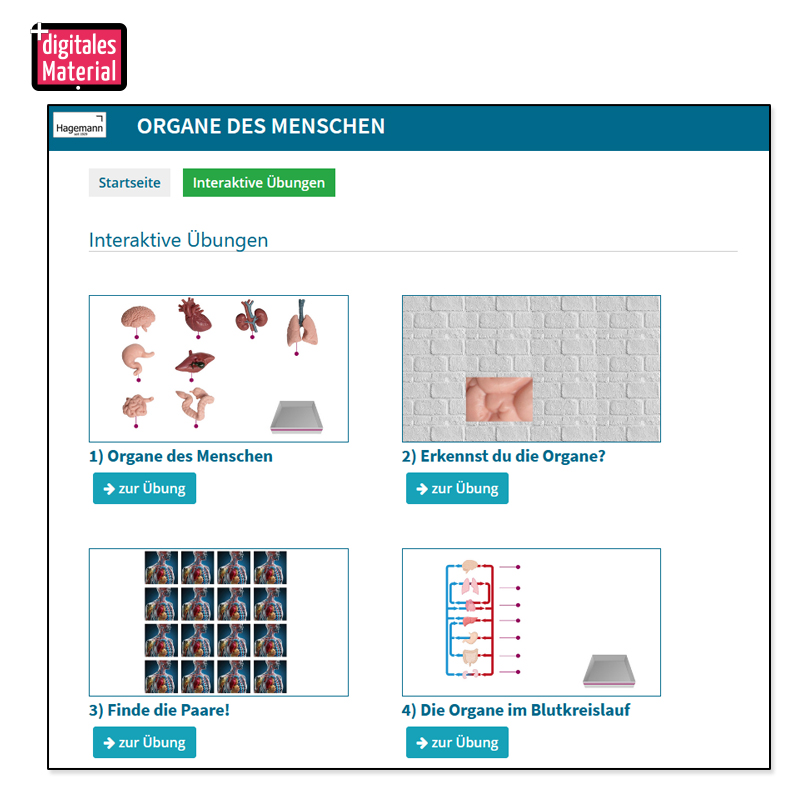 Modell "Innere Organe", 8-tlg. Modell "Innere Organe", 8-tlg.