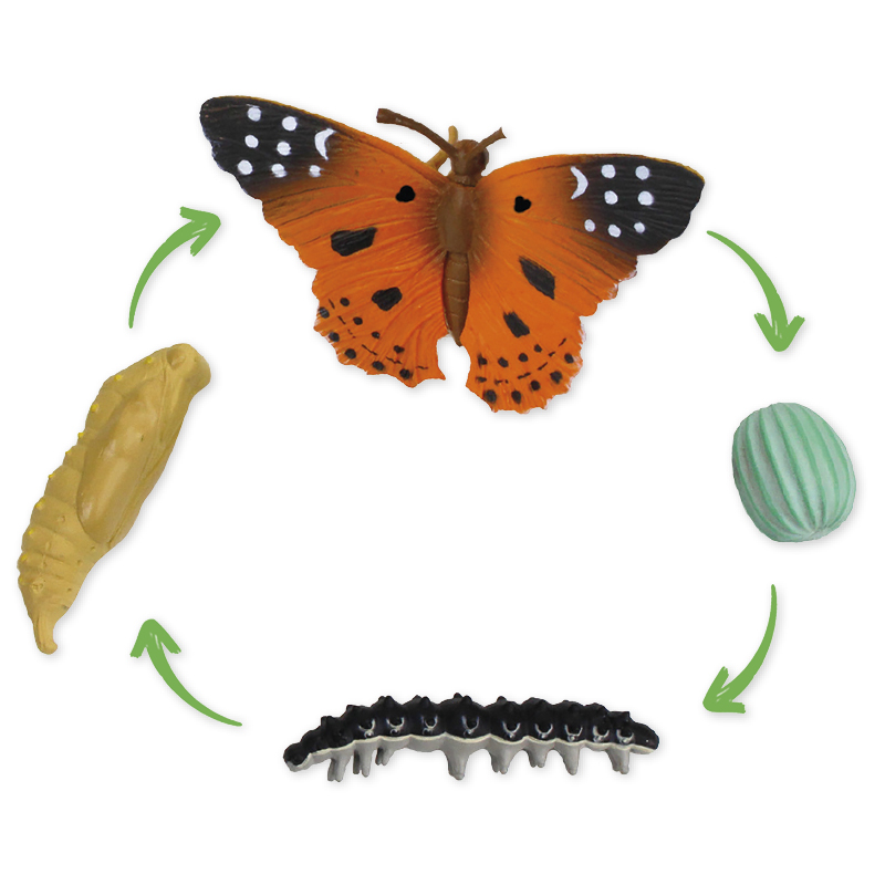 Klassen-Projektset "Tiere züchten + beobachten", 40-tlg.