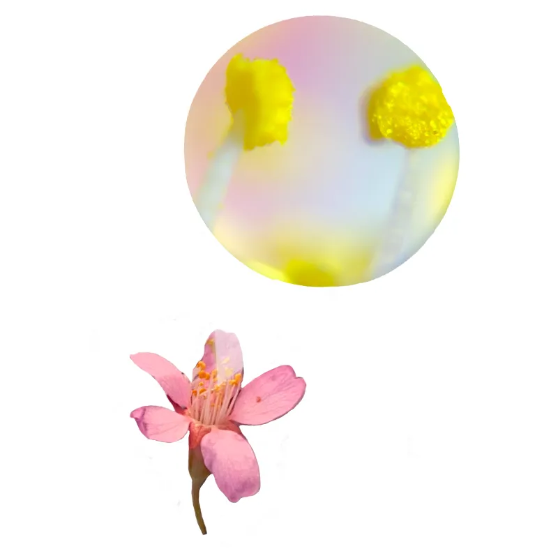 Taschen-Mikroskop kompakt, 60- bis 120-fach