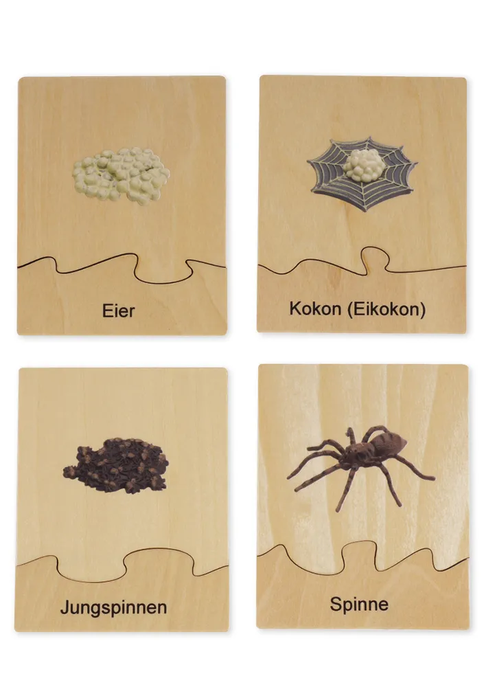 TimeTEX - Ciclul de viață la păianjeni, în cutie din lemn "Montessori Premium"