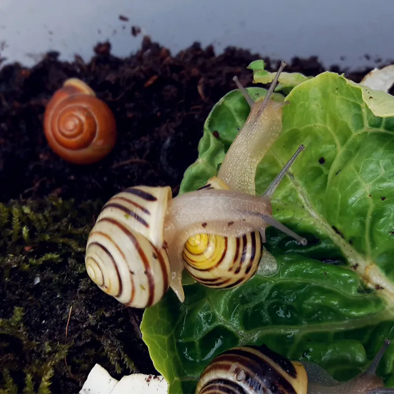 Zestaw obserwacyjny "Ślimaki", 5 szt.