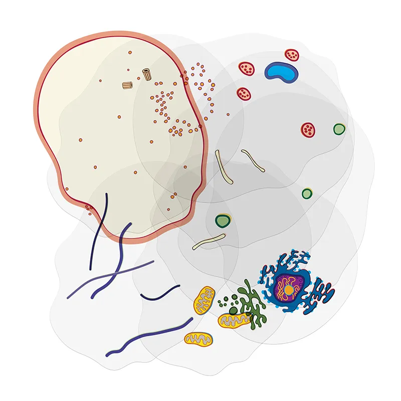 Stapelmodell "Tierische Zelle", 10-tlg.