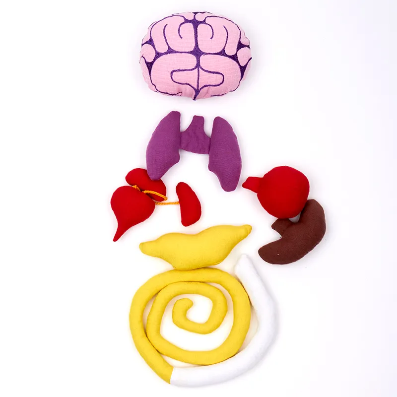 Forscher-Puppe "Mein Körper", 9-tlg.