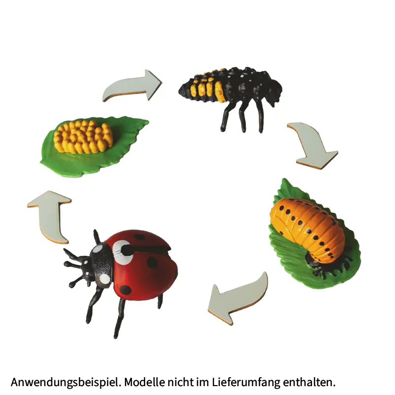 Levenscyclus-pijltjes van hout, 10 stuks