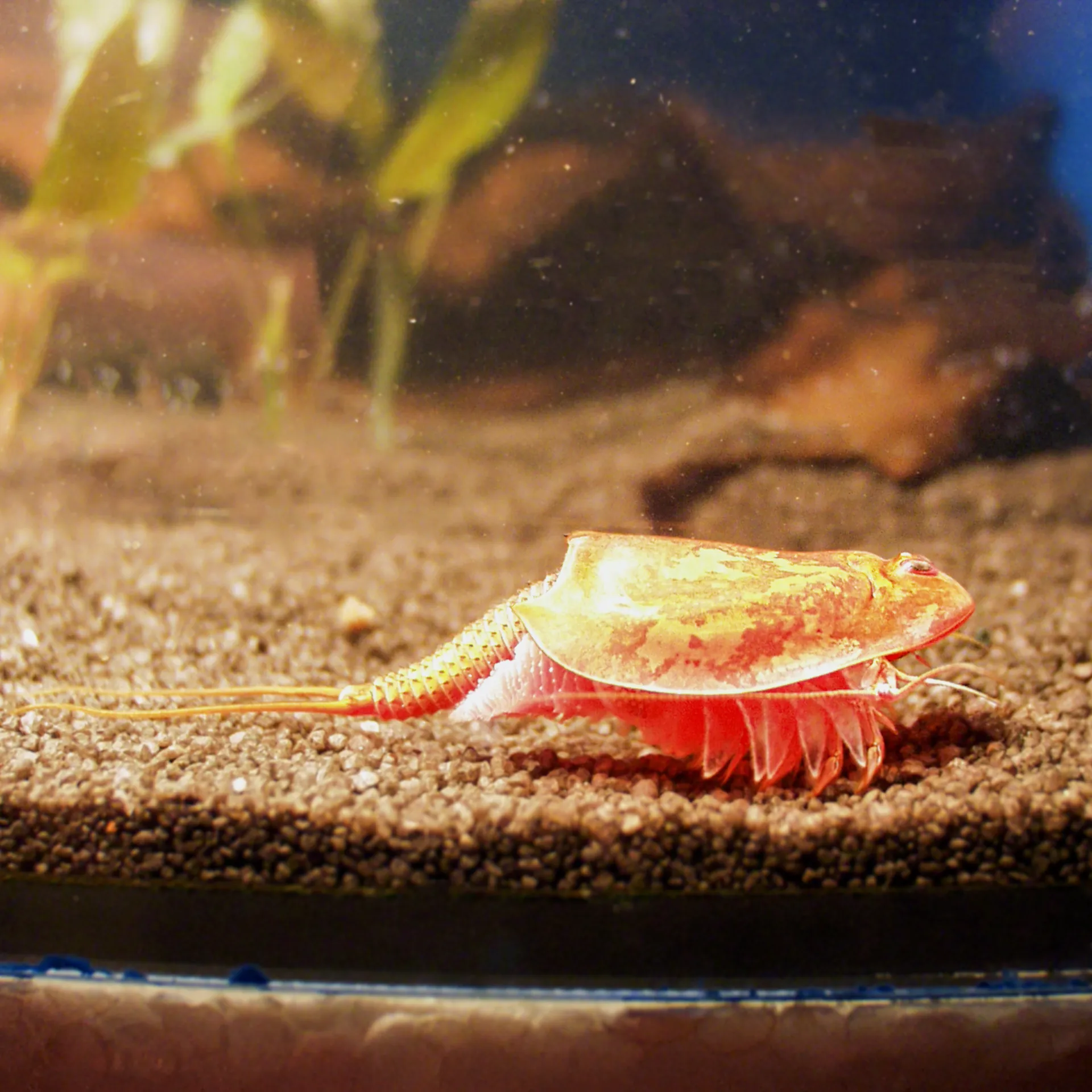 Zuchtset "Triops", 6-tlg.