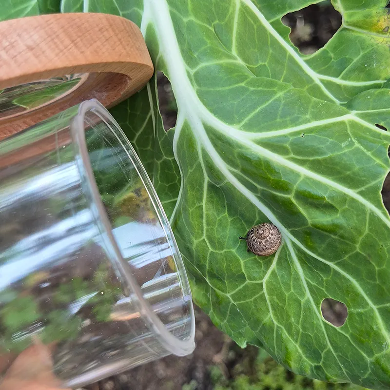 Lupen-Dose mit Holzdeckel "Natur & Digital"