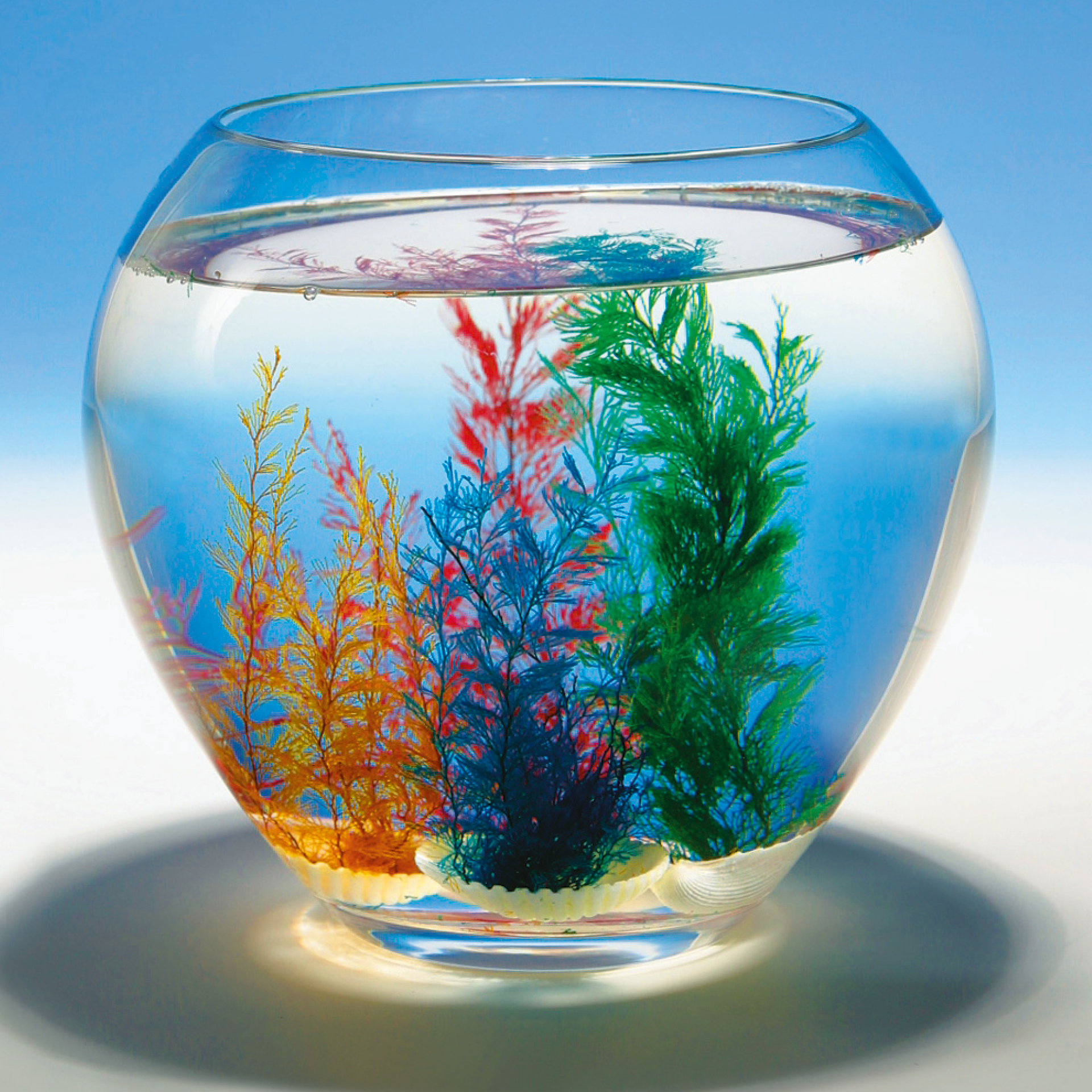 Wundermuschel mit Koralle