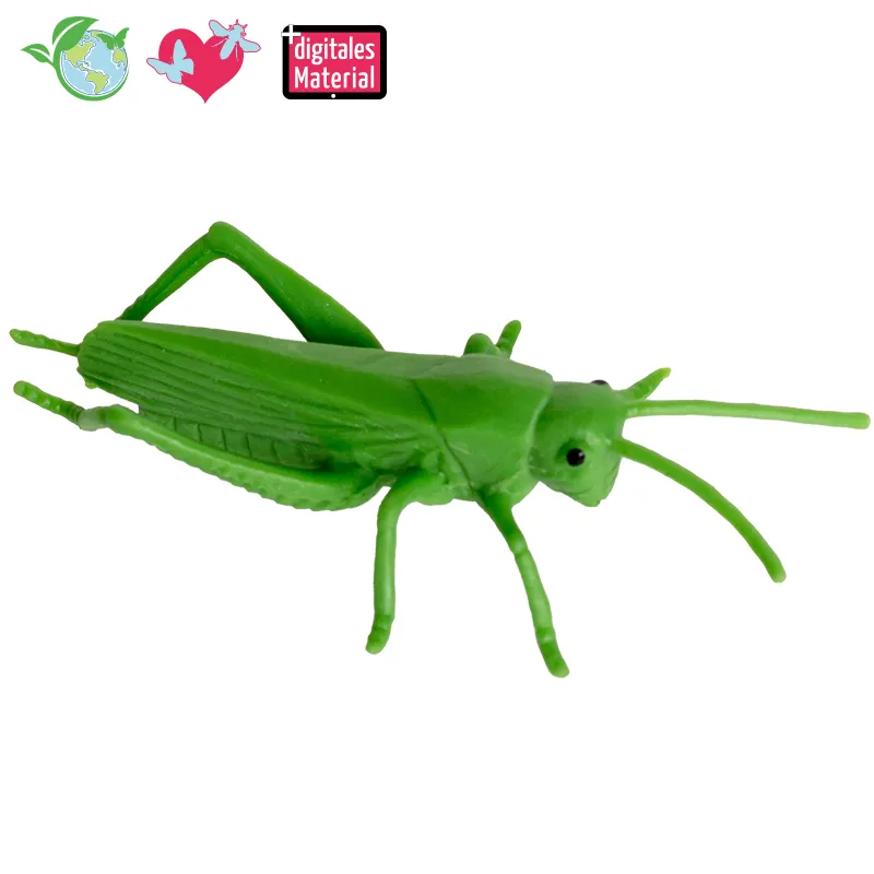 Lebenszyklus-Modell "Heuschrecke", 4-tlg.