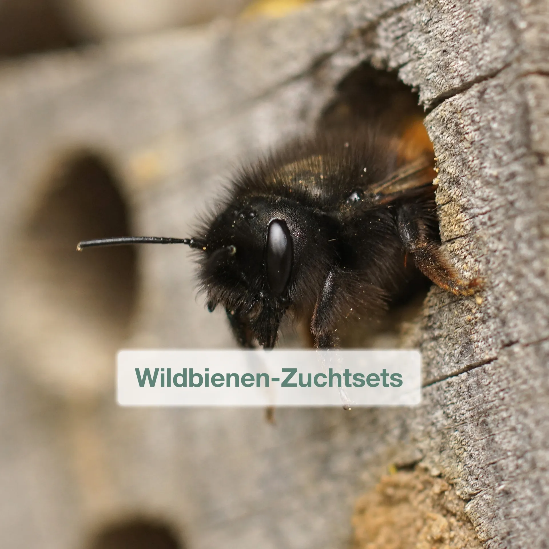 Themenwelt-Wildbienen