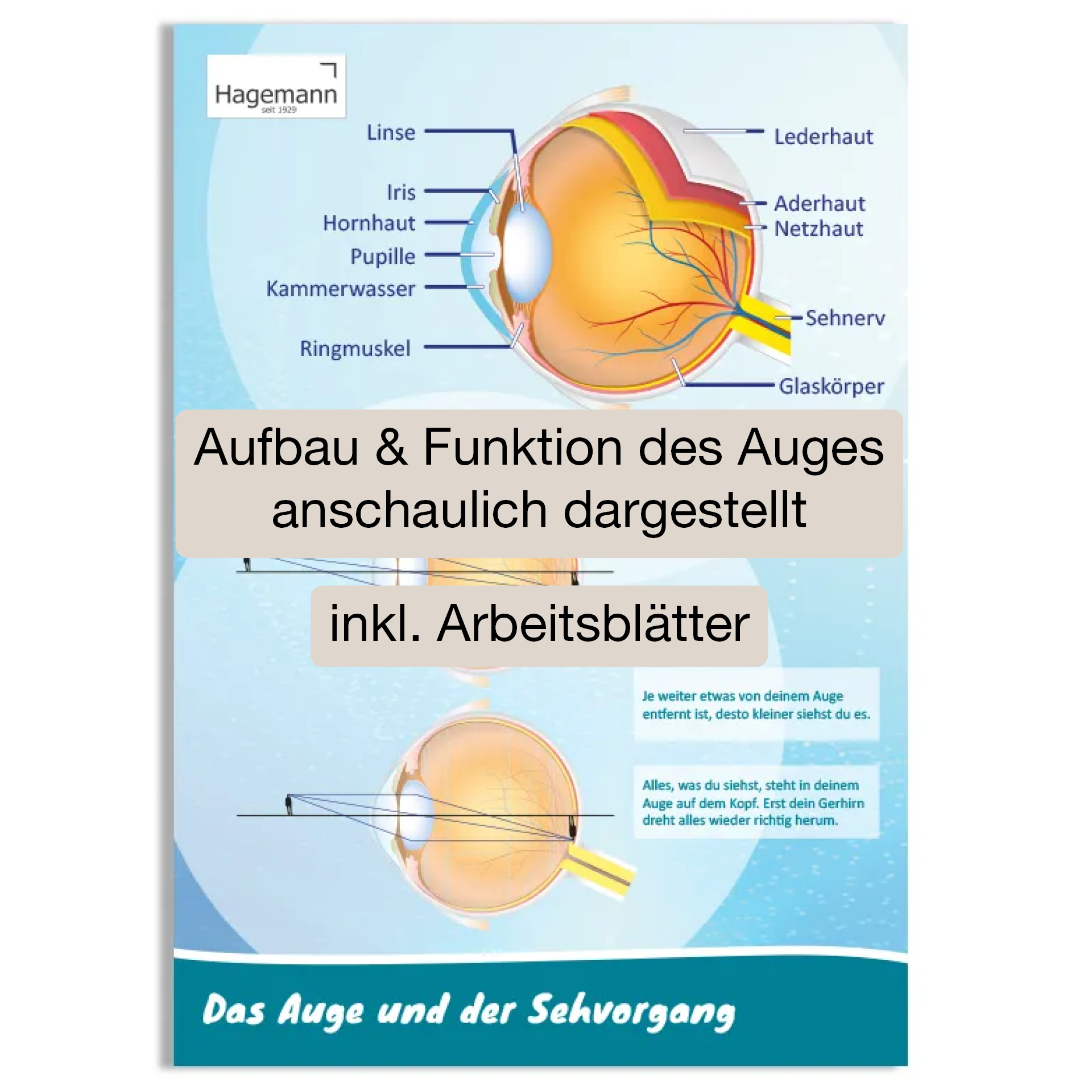 TimeTEX Poster A2 "Das Auge und der Sehvorgang"