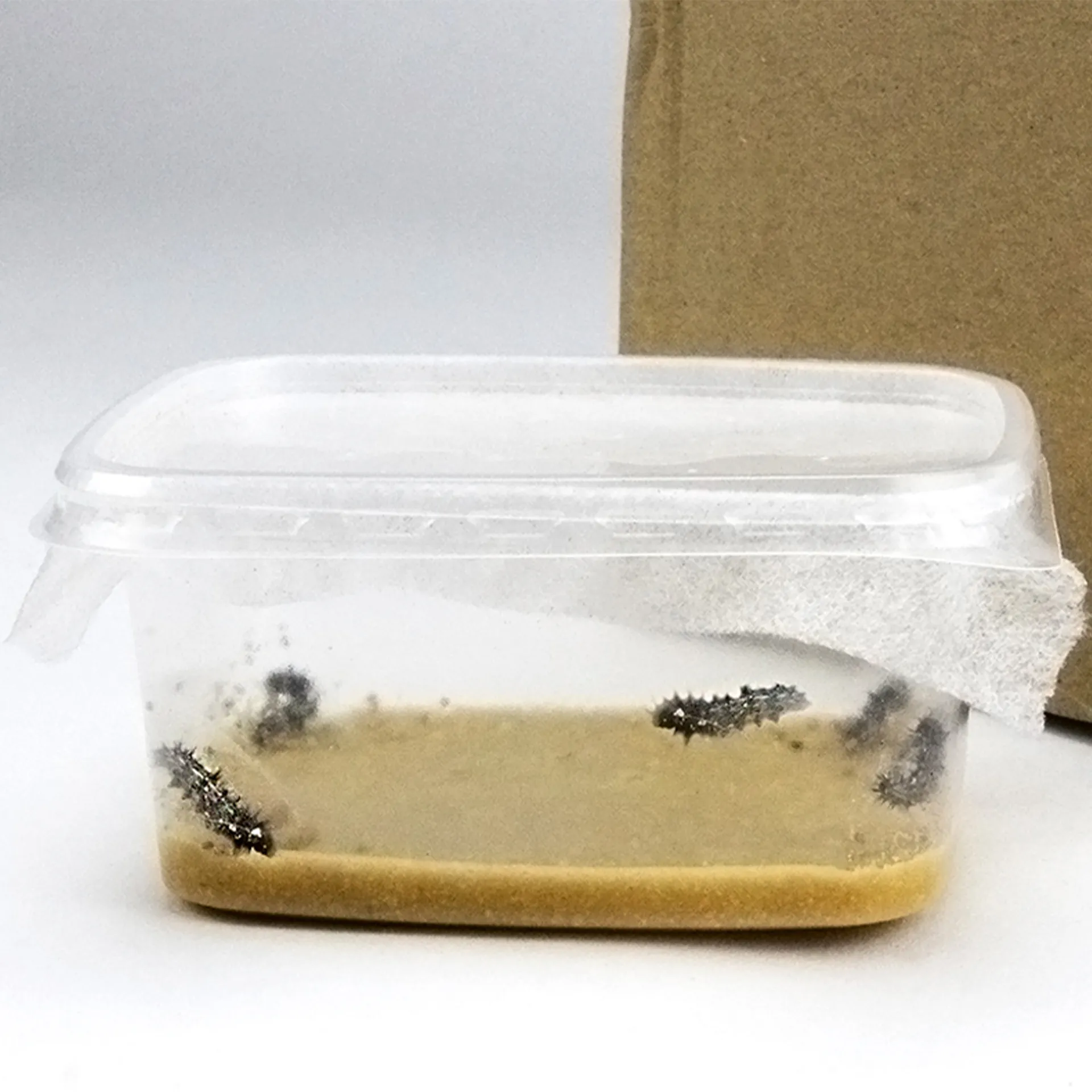 Zuchtset "Schmetterlinge", kompakt mit Komfort-Netz, 7-tlg.