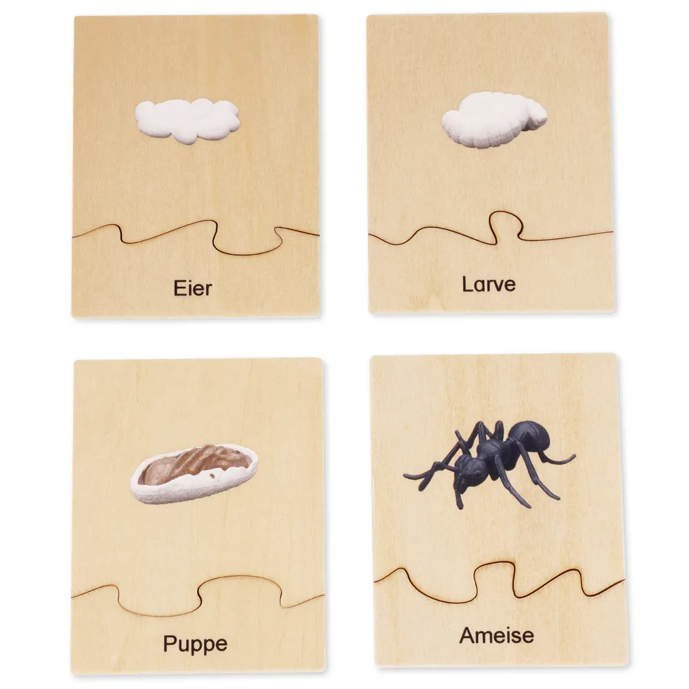 TimeTEX - Ciclul de viață la furnici, în cutie din lemn "Montessori Premium"