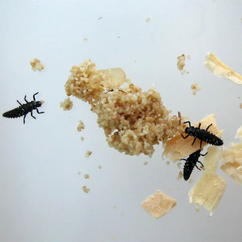 Nachbestell-Gutschein Marienkäfer-Larven, 10-15 Stück