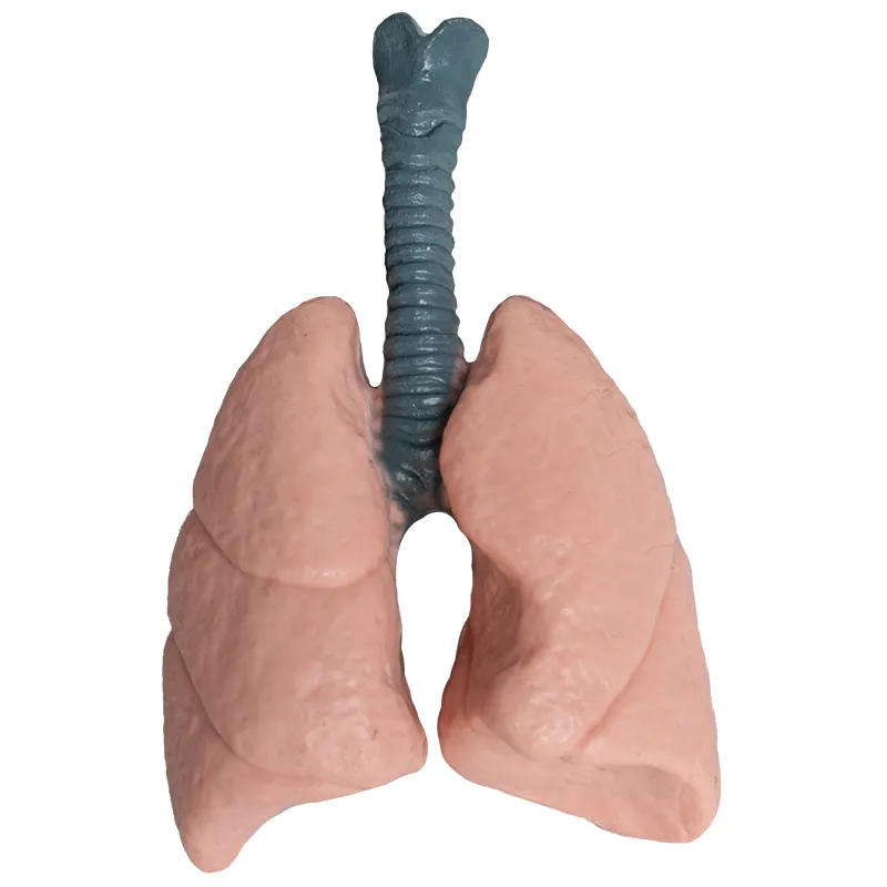 Modell "Innere Organe", 8-tlg.