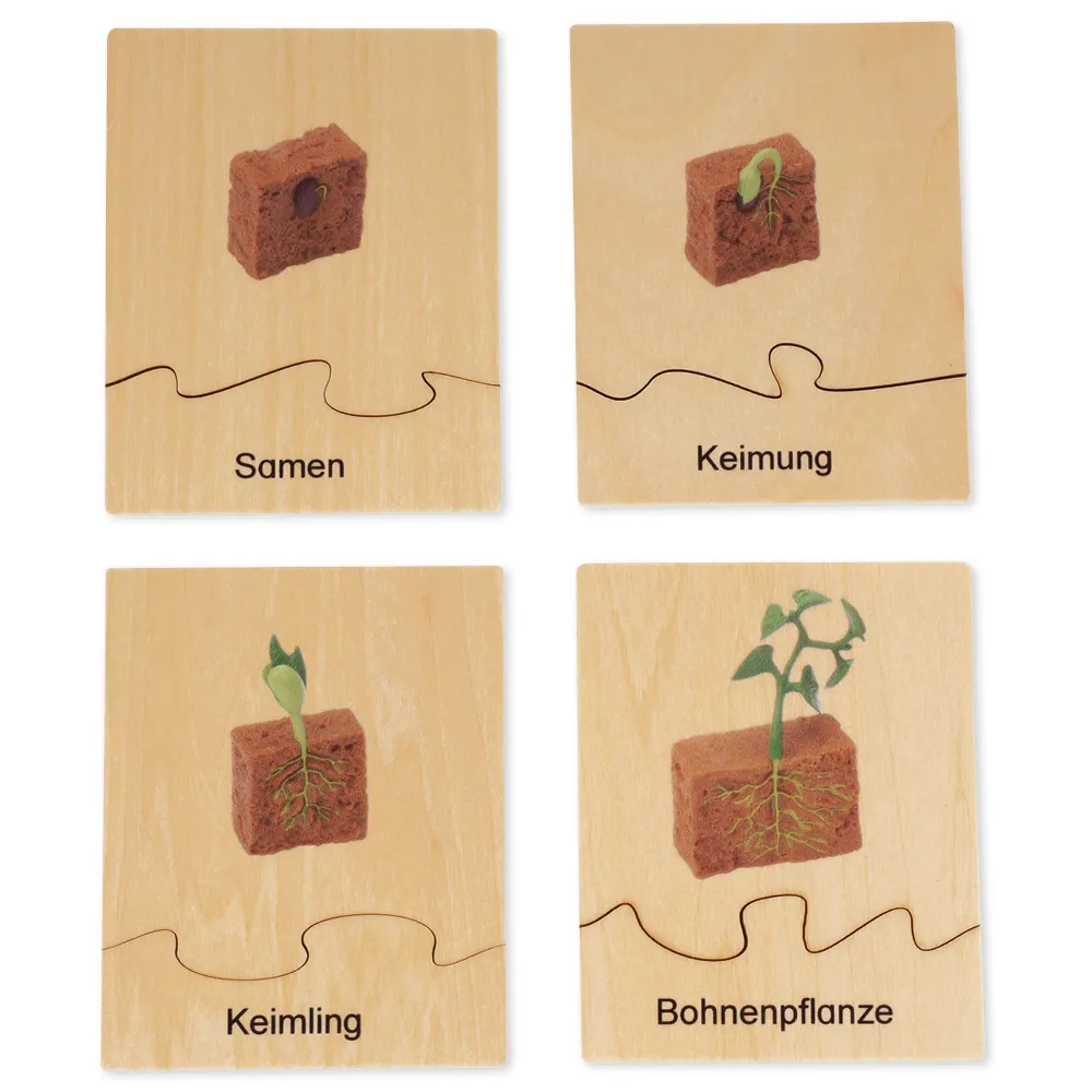 TimeTEX Lebenszyklus Bohnen-Pflanze, in Holzbox "Montessori Premium"