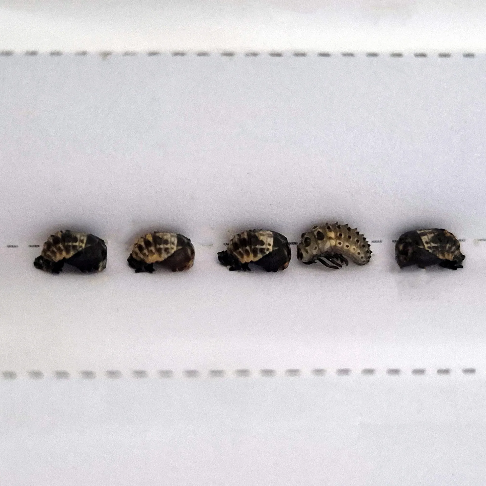 Gutschein-Set "Marienkäfer", kompakt, 5-tlg.