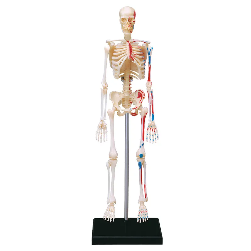 Skelett mit Stativ, 24 cm, 41-tlg.
