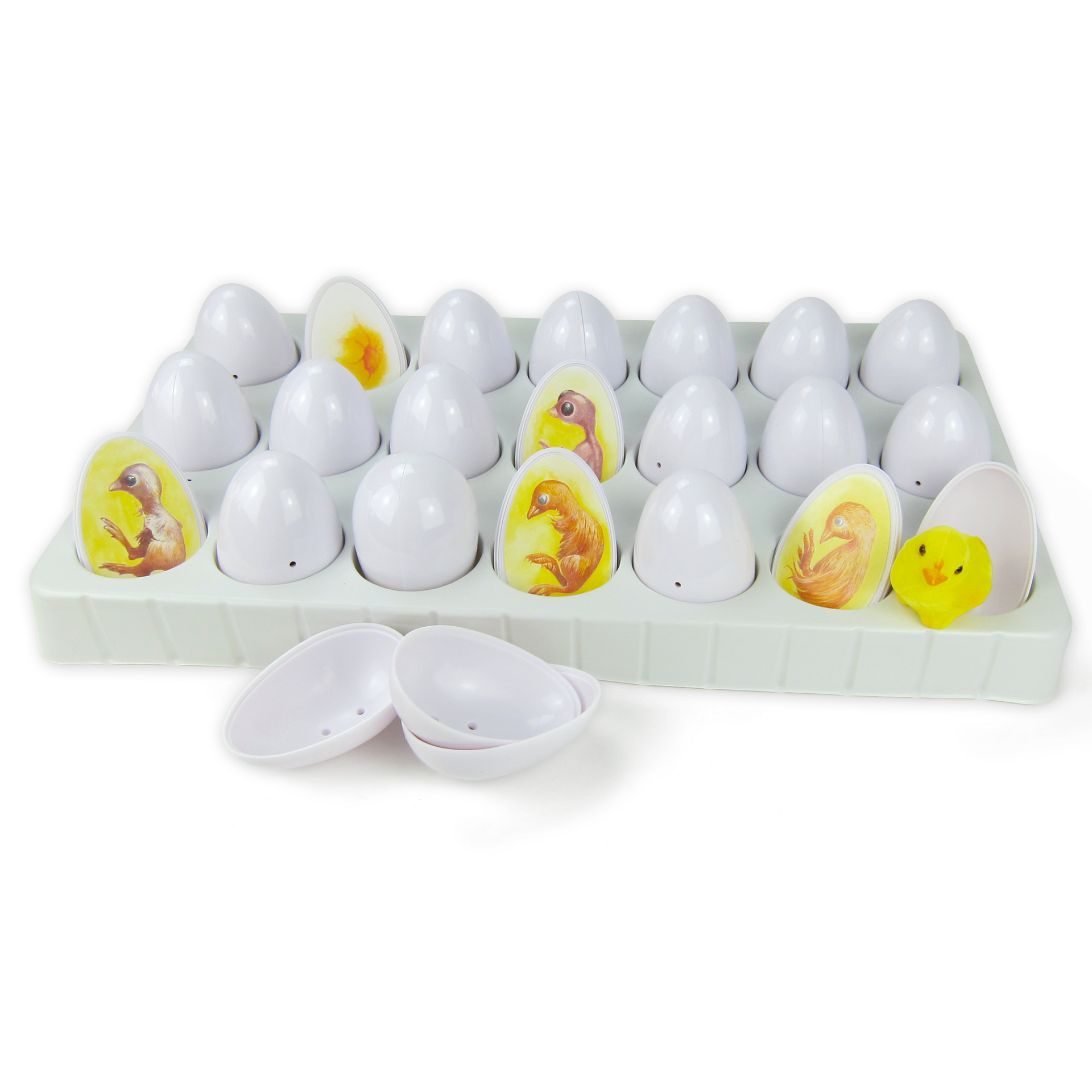 Entwicklungszyklus-Modell "Küken", 22-tlg.