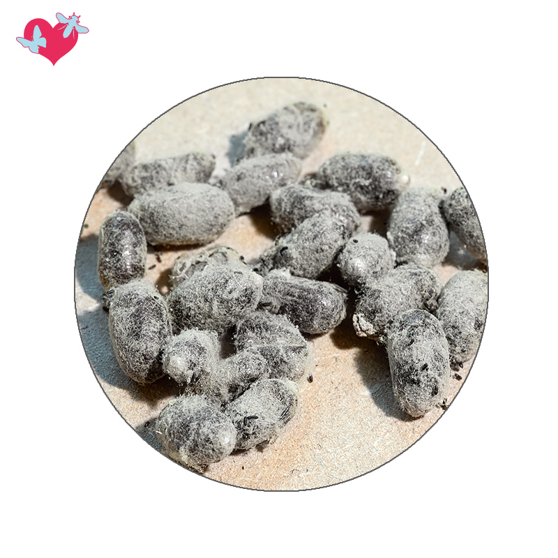 Nachbestellung Wildbienen, Rote Mauerbiene, 25 Kokons