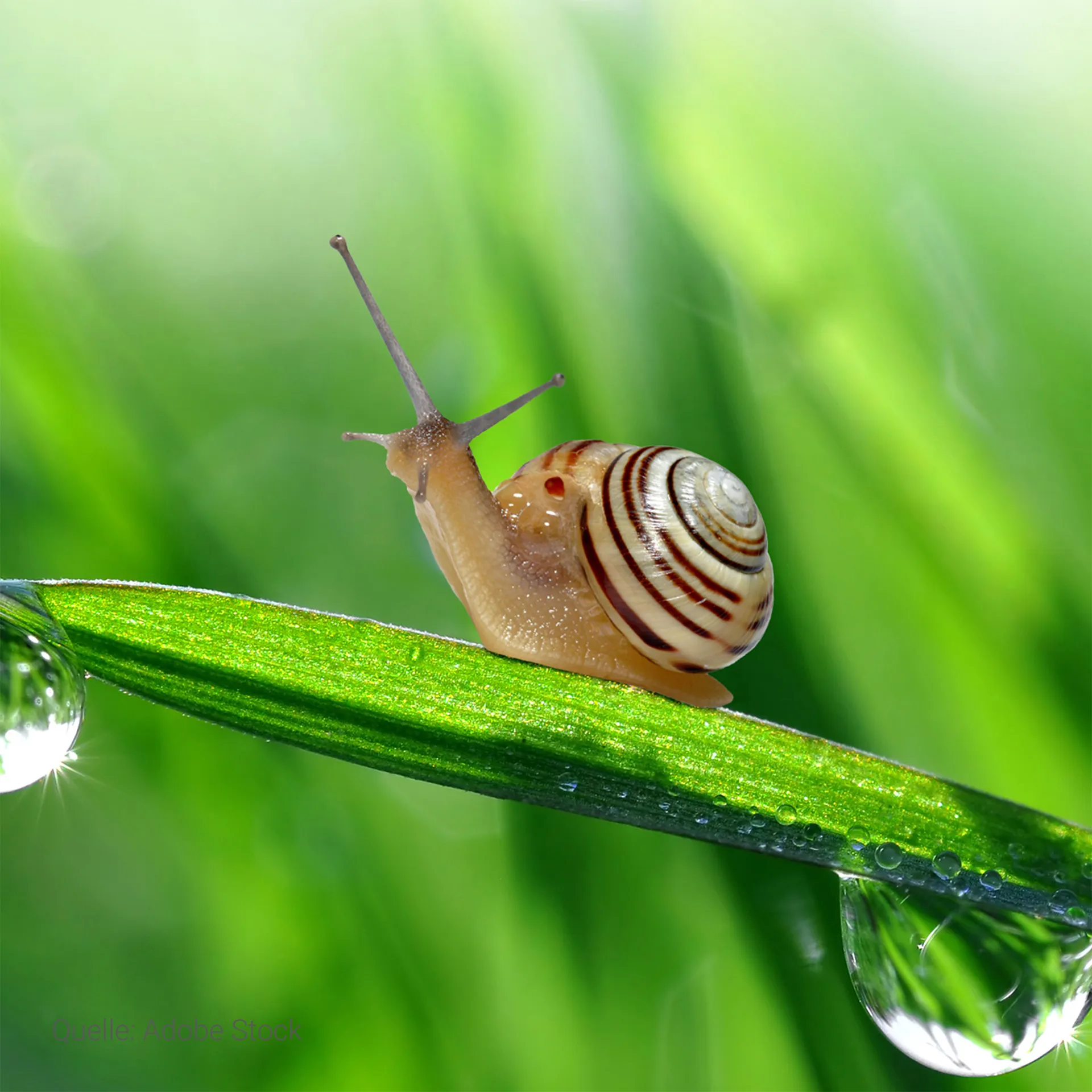 Lebenszyklus-Modell "Schnecke", 4-tlg.