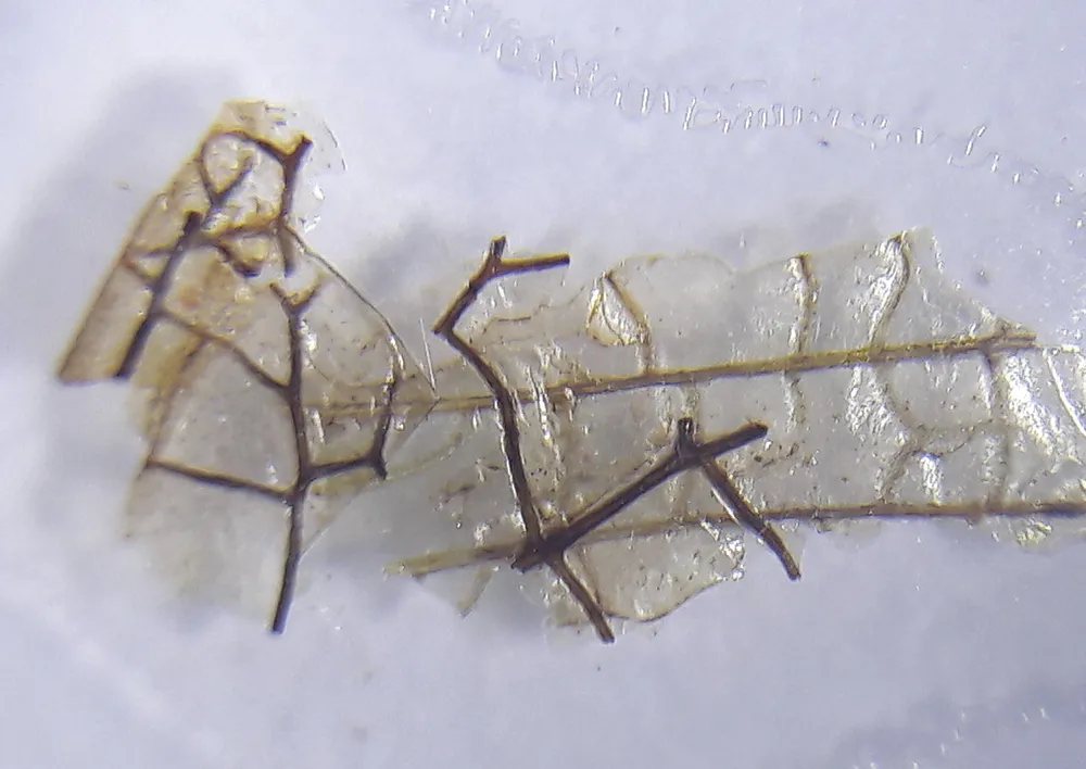 Fertig-Präparate zum Mikroskopieren, 36 Stück