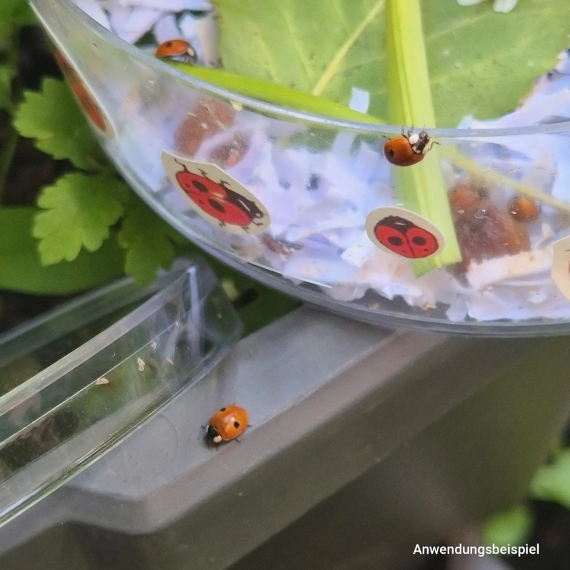 Klassen-Projektset "Tiere züchten + beobachten", 40-tlg.