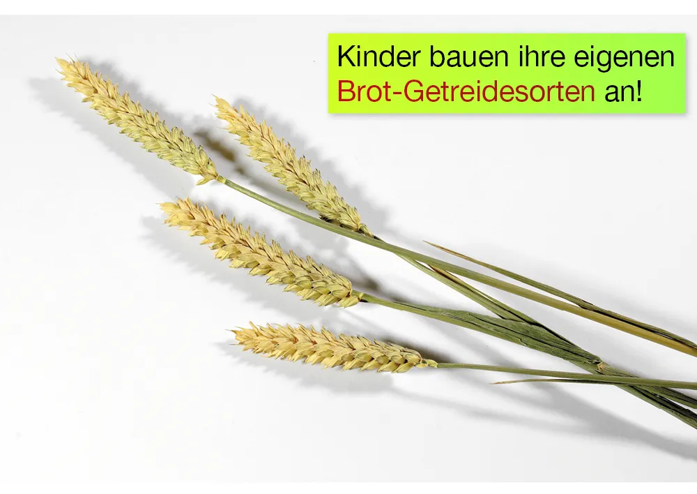 Zuchtset "Getreide", 12-tlg.