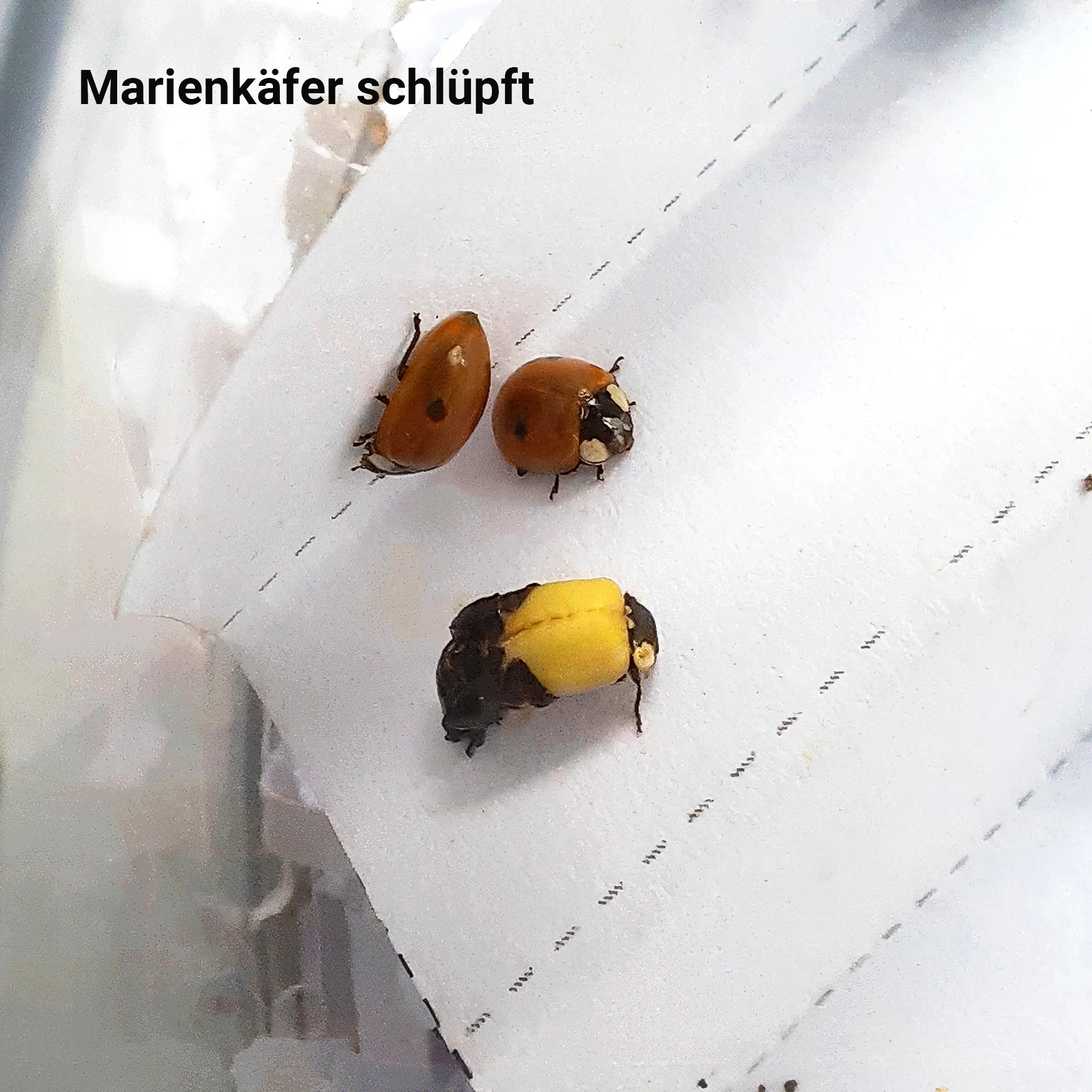 Zuchtset "Marienkäfer", 6-tlg.