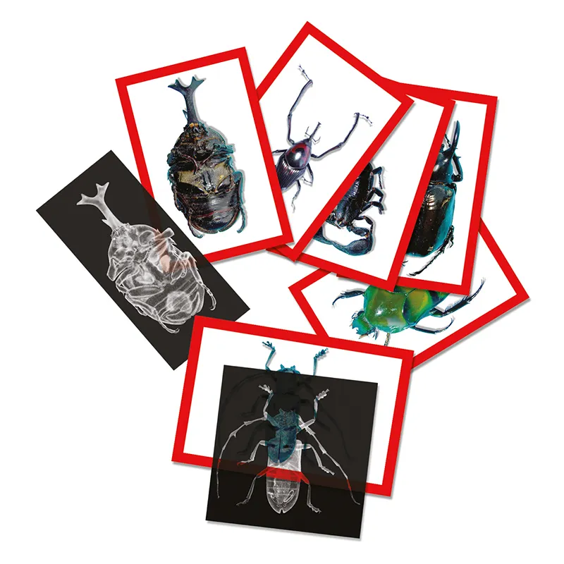 Set Röntgenbilder + Bildkarten "Insekten", 72-tlg.