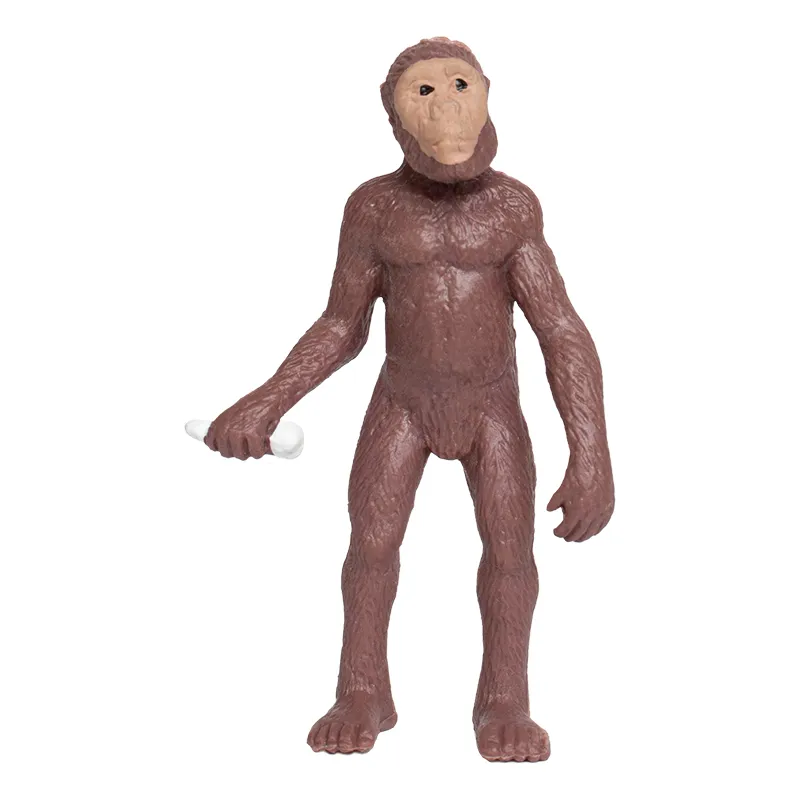 Modell "Entwicklung des Menschen", 5-tlg.