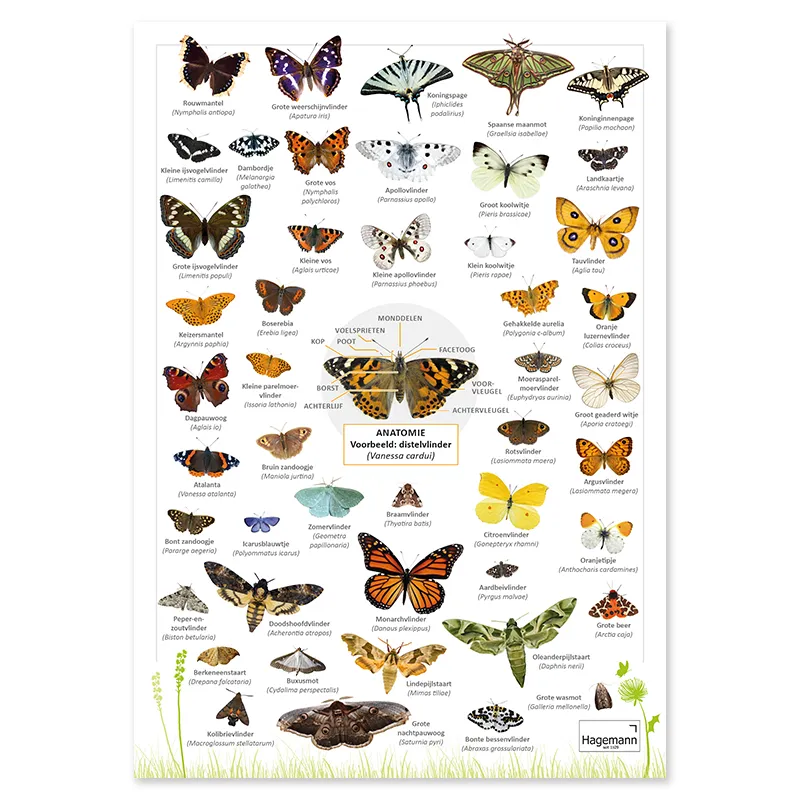 Overzichtskaart A5 "vlinders"