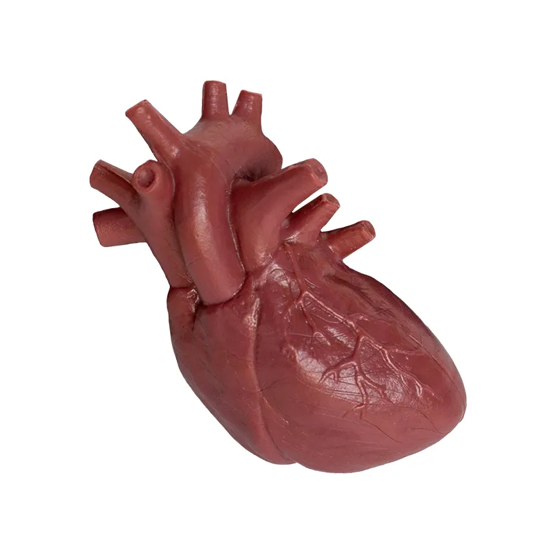 Modell "Innere Organe", 8-tlg.