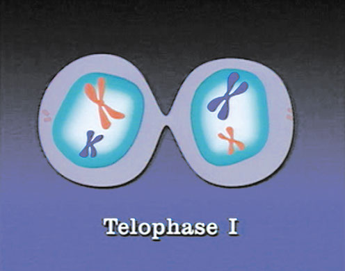 Hagemann DVD-Lehrfilm Meiose-Stadien der Reifeteilung