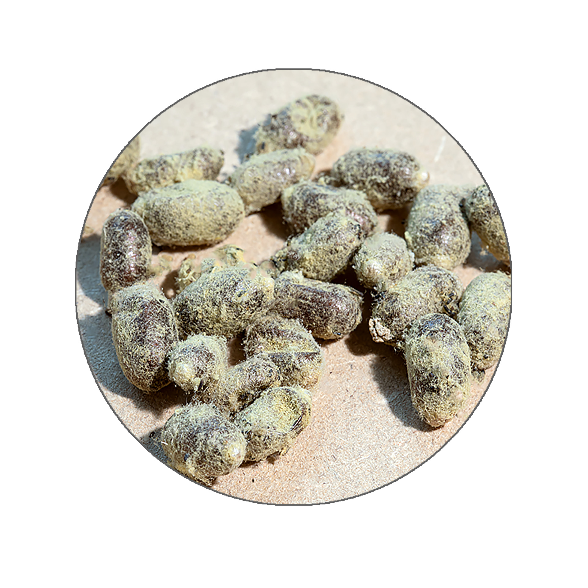 Nachbestellung Wildbienen, Gehörnte Mauerbiene, 25 Kokons