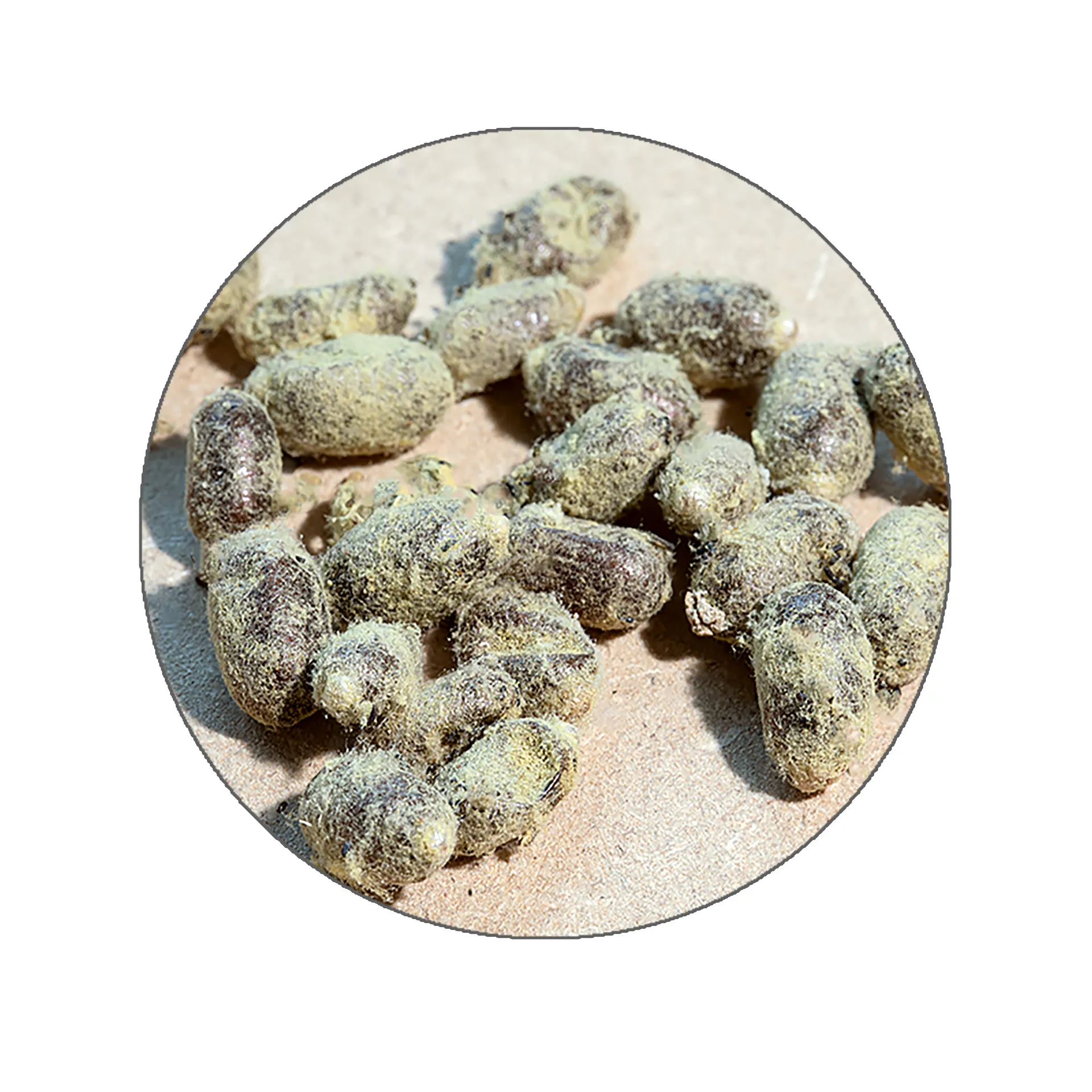 Nachbestellung Wildbienen, Gehörnte Mauerbiene, 25 Kokons